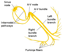 Heart electric conduction system